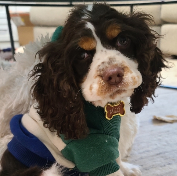 Meet your Posher, Mags - Picture 2 of 5